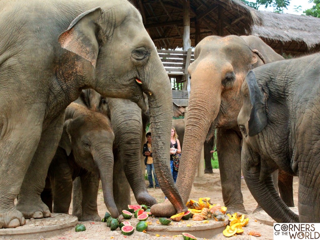 olifanten-thailand