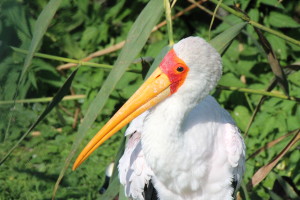 Safaripark Beekse Bergen