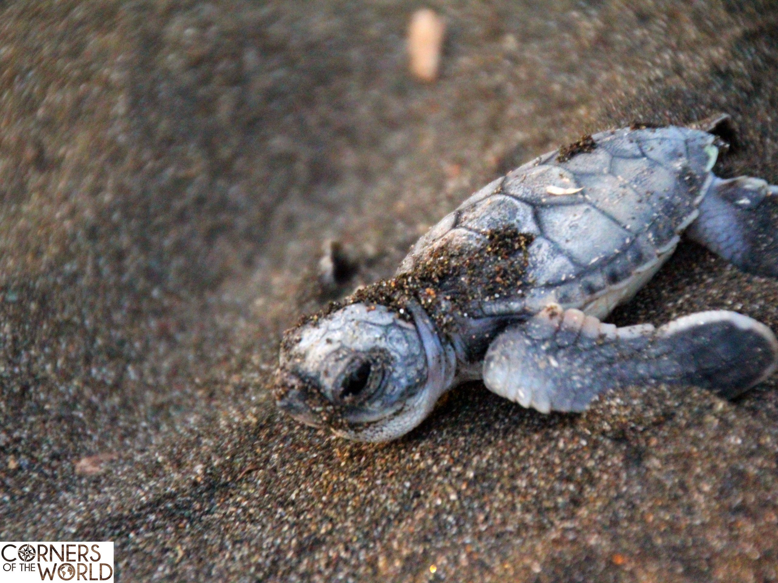 vrijwilligerswerk-schildpadden-costa-rica