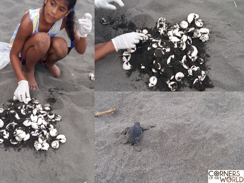 vrijwilligerswerk-schildpadden-costa-rica