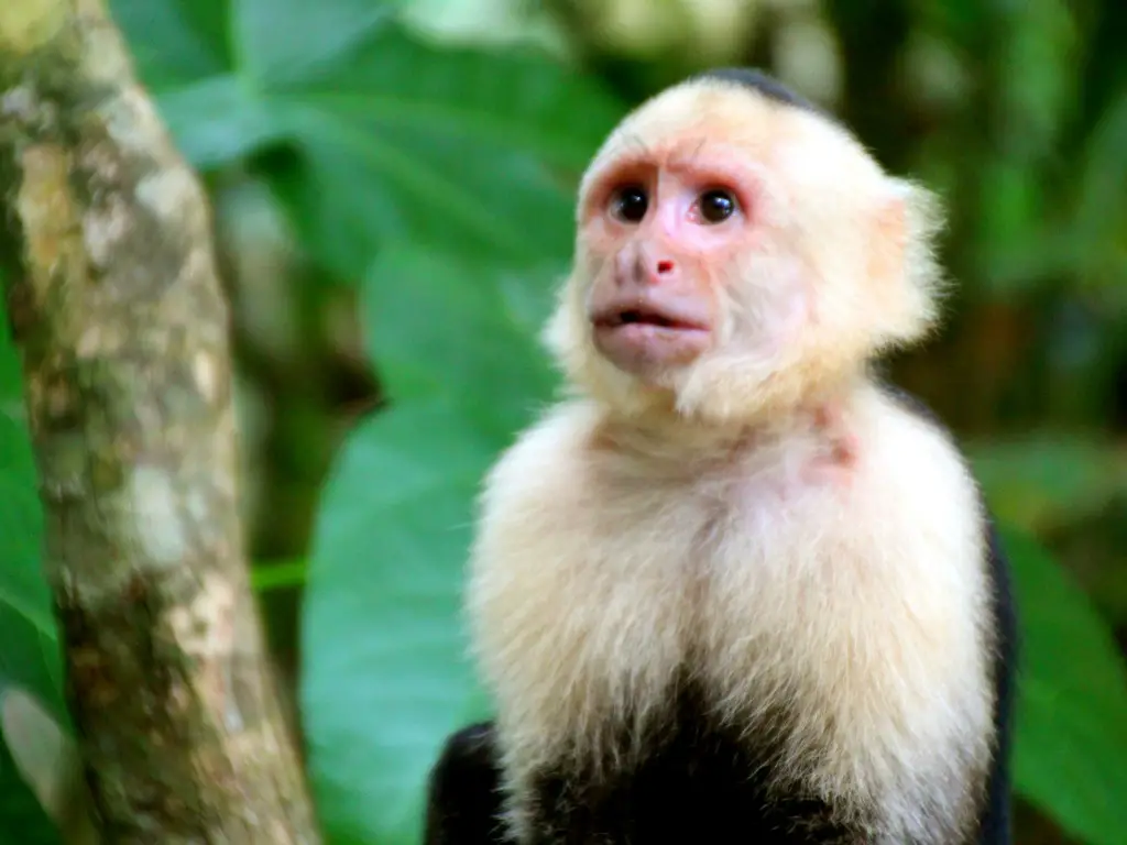 manuel-antonio-costa-rica