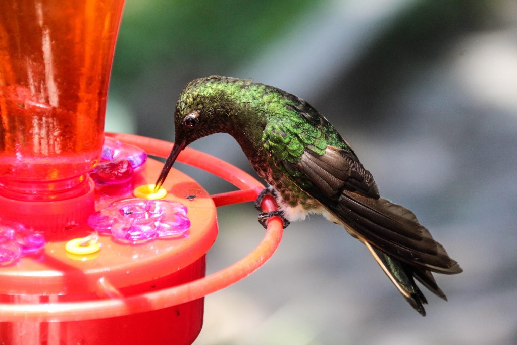 colombia-bucketlist-kolibrie