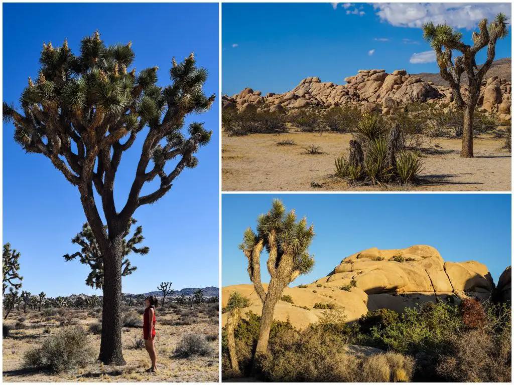 joshua-tree-national-park