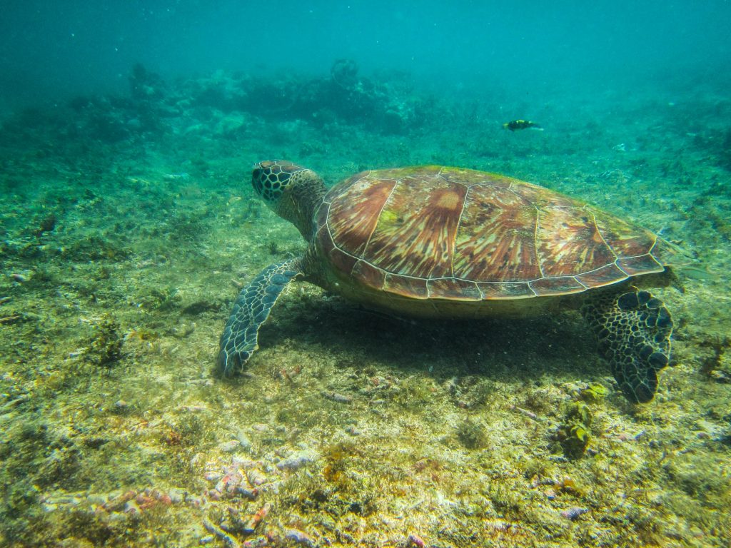 dumaguete-filipijnen-schildpadden
