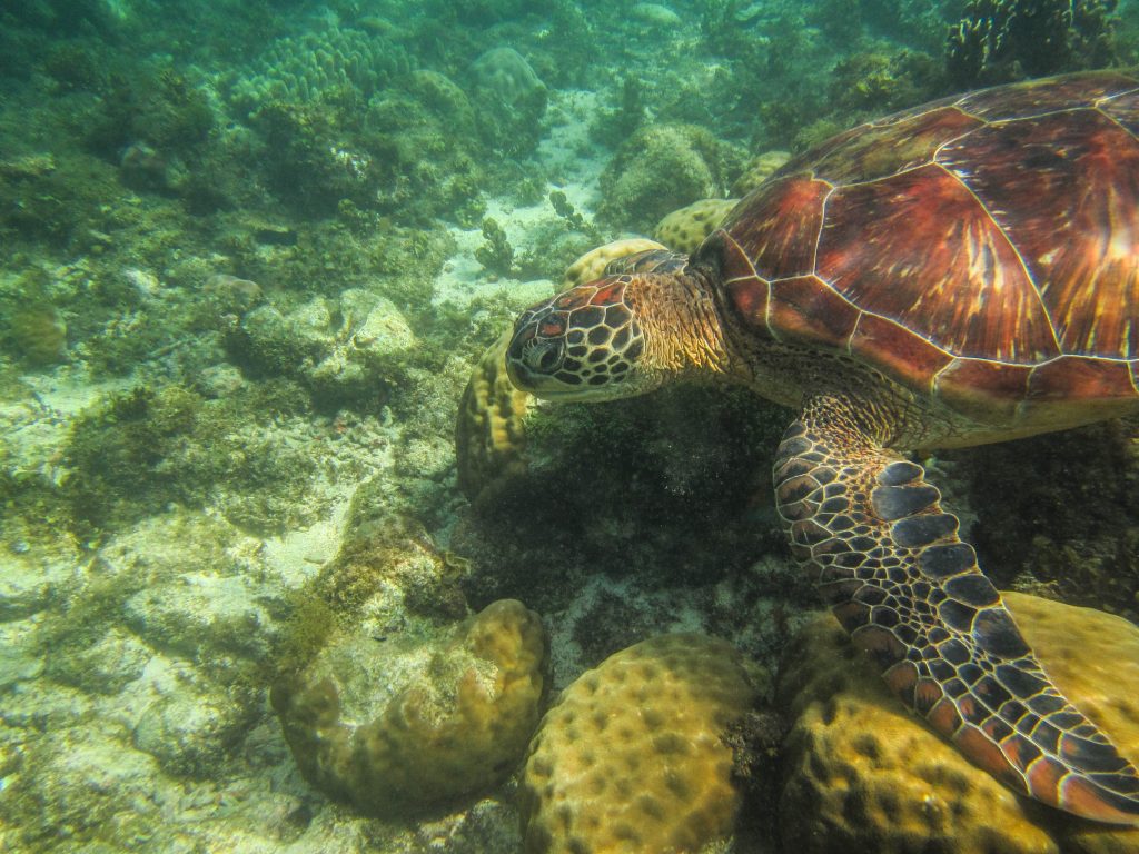 snorkelen-schildpadden-Apo-Island-Filipijnen