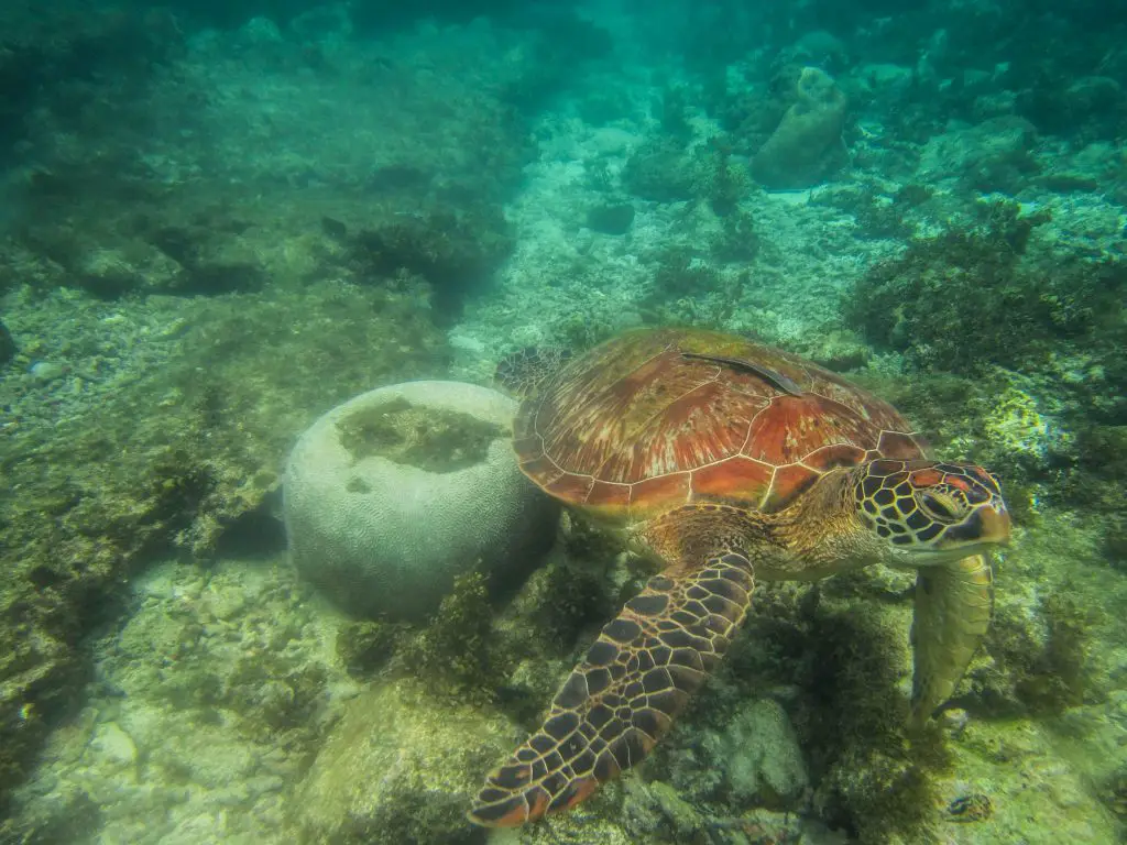 snorkelen-schildpadden-Apo-Island-Filipijnen