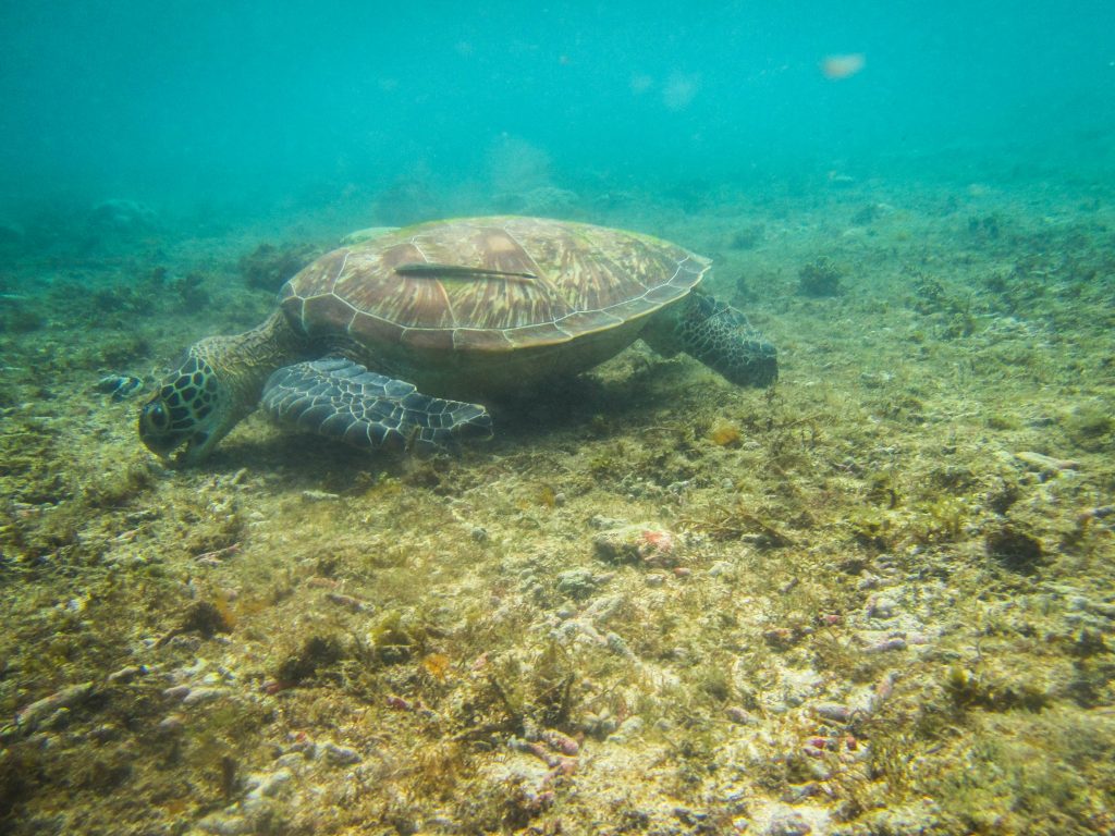 snorkelen-schildpadden-Apo-Island-Filipijnen