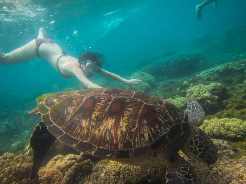 snorkelen-schildpadden-Apo-Island-Filipijnen