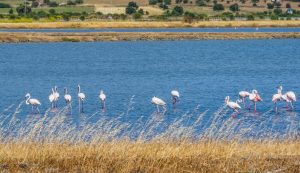 Lesbos-Griekenland-Kalloni
