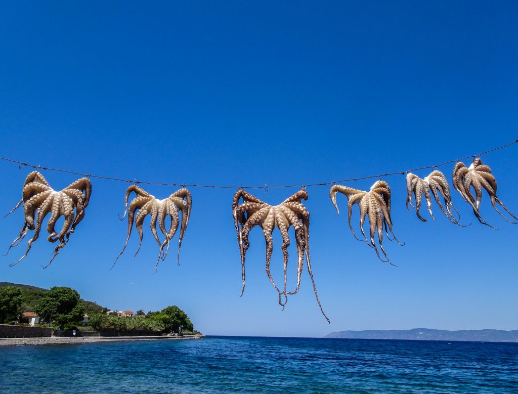 Lesbos-Griekenland-octopus