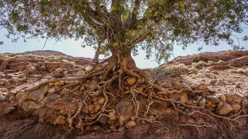 Dana-Feynan-Jordanië