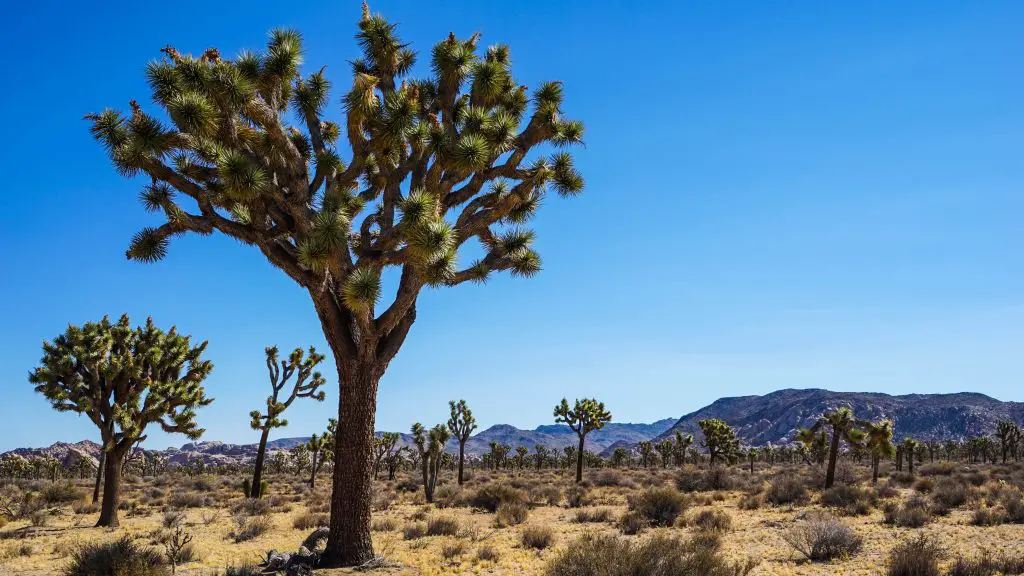 Joshua-Tree