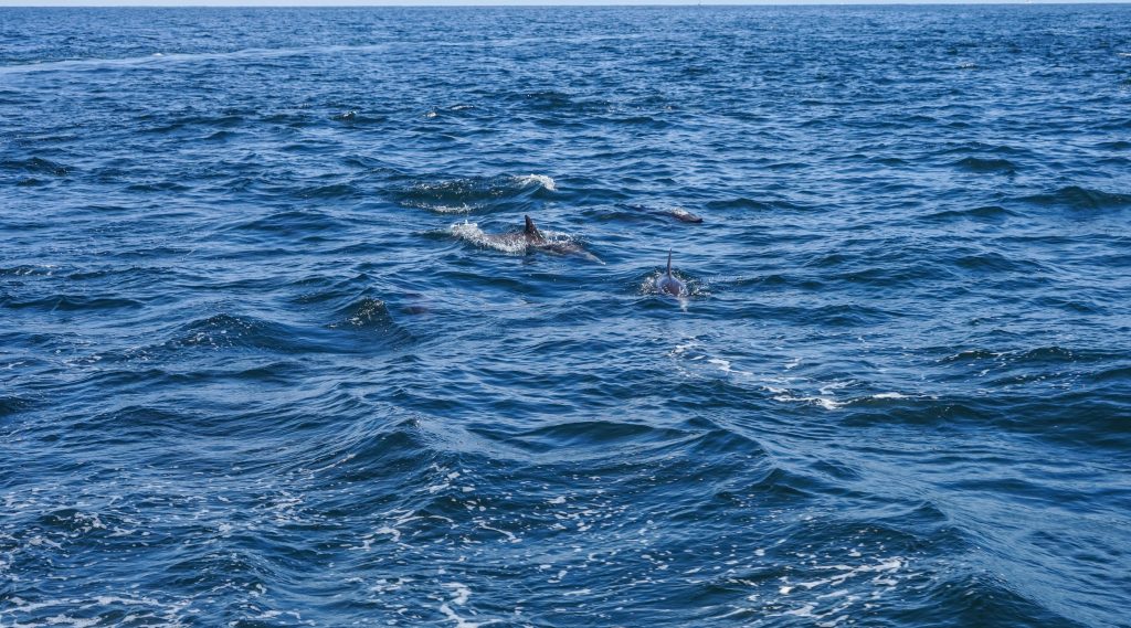 San-Diego-dolfijnen