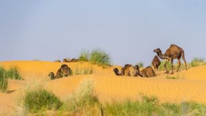 Sahara-Tunesie