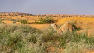 Sahara-Tunesie