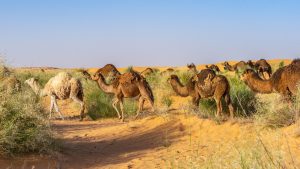Sahara-Tunesie