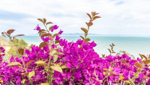 Sidi-bou-said
