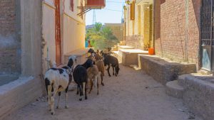 Aswan-Egypte
