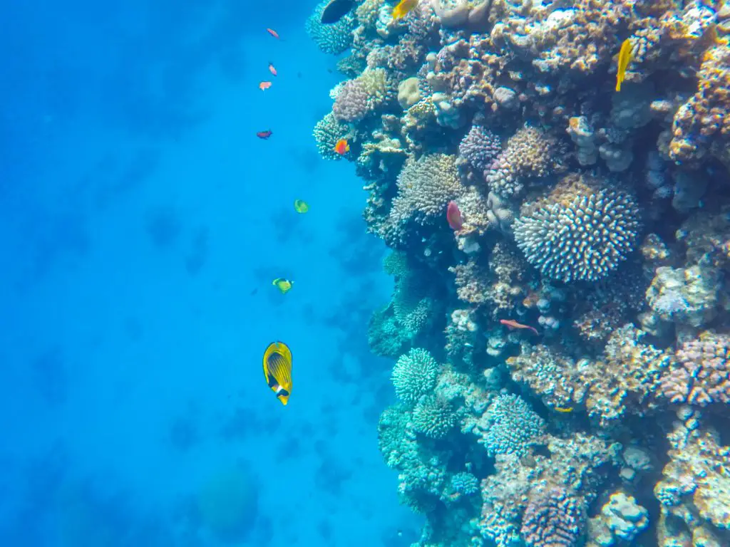 Dahab-snorkelen