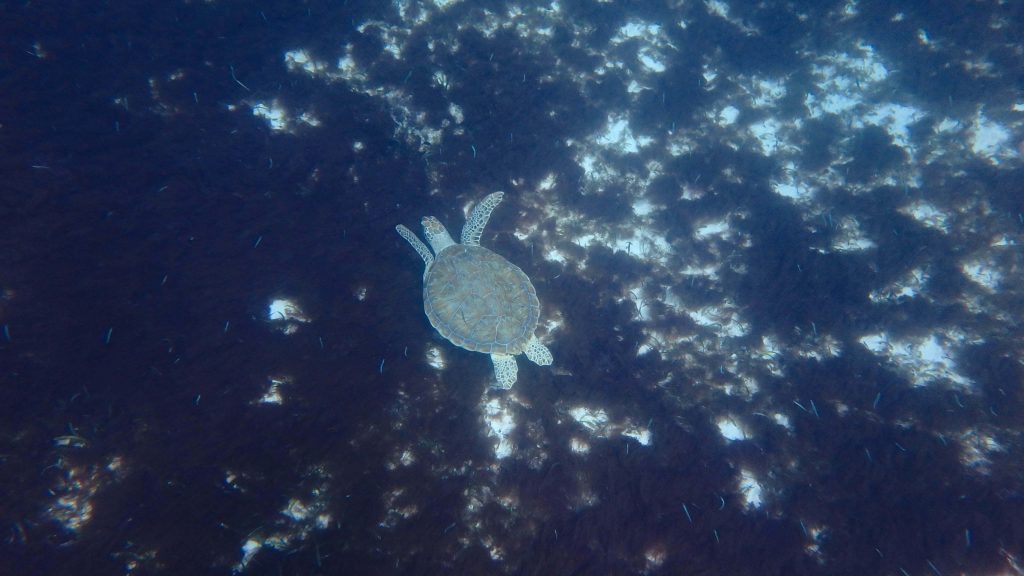 Schildpadden-op-aruba-Travelaroundwithme