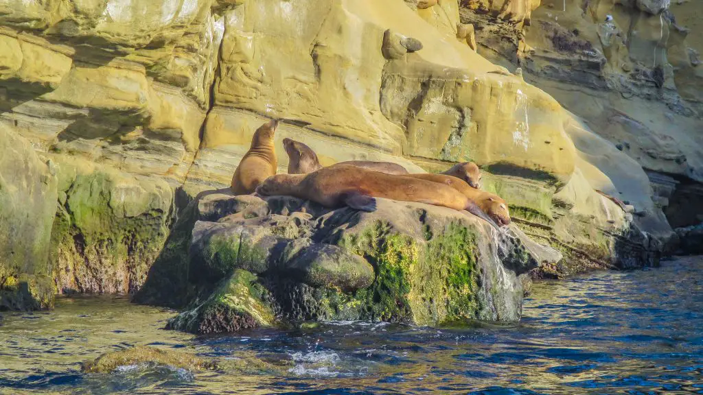 Snorkelen-La-Jolla-Amerika