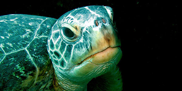 zuid-afrika-duiken-schildpad-Ikreis