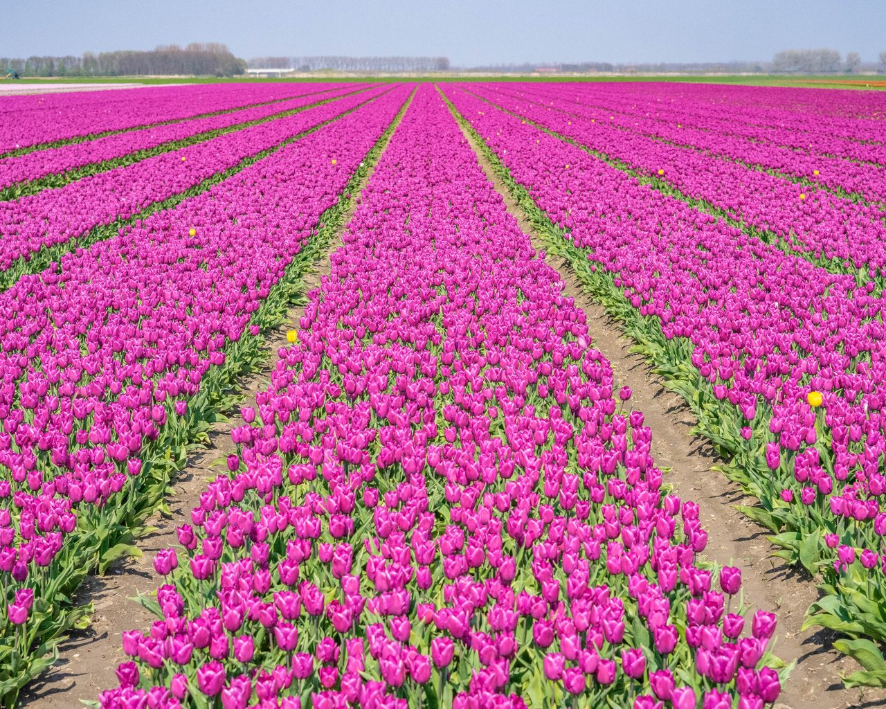 Bloemenvelden-Flevoland