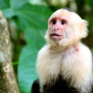 Costa-Rica-Manuel-Antonio