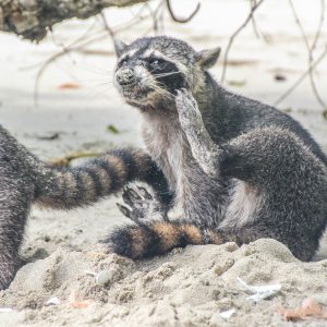 Costa-Rica-Manuel-Antonio