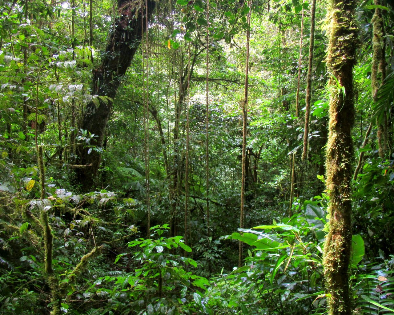 Costa-Rica-Monteverde