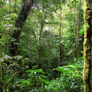 Costa-Rica-Monteverde