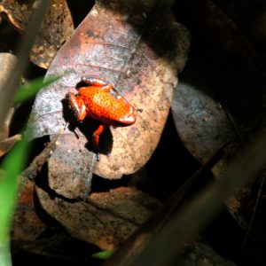 Costa-Rica-Tortuguero