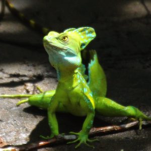Costa-Rica-Tortuguero