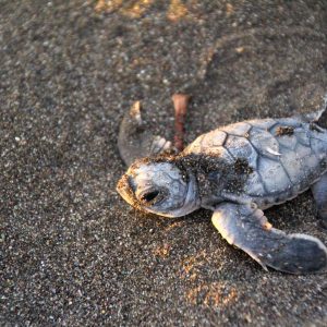 Costa-Rica-Tortuguero