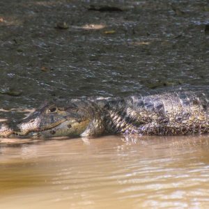 Costa-Rica-Tortuguero