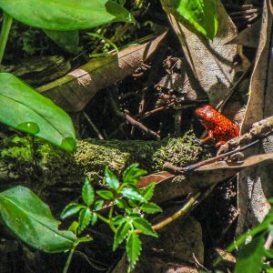 Costa-Rica-Tortuguero