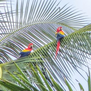 Costa-Rica-Uvita