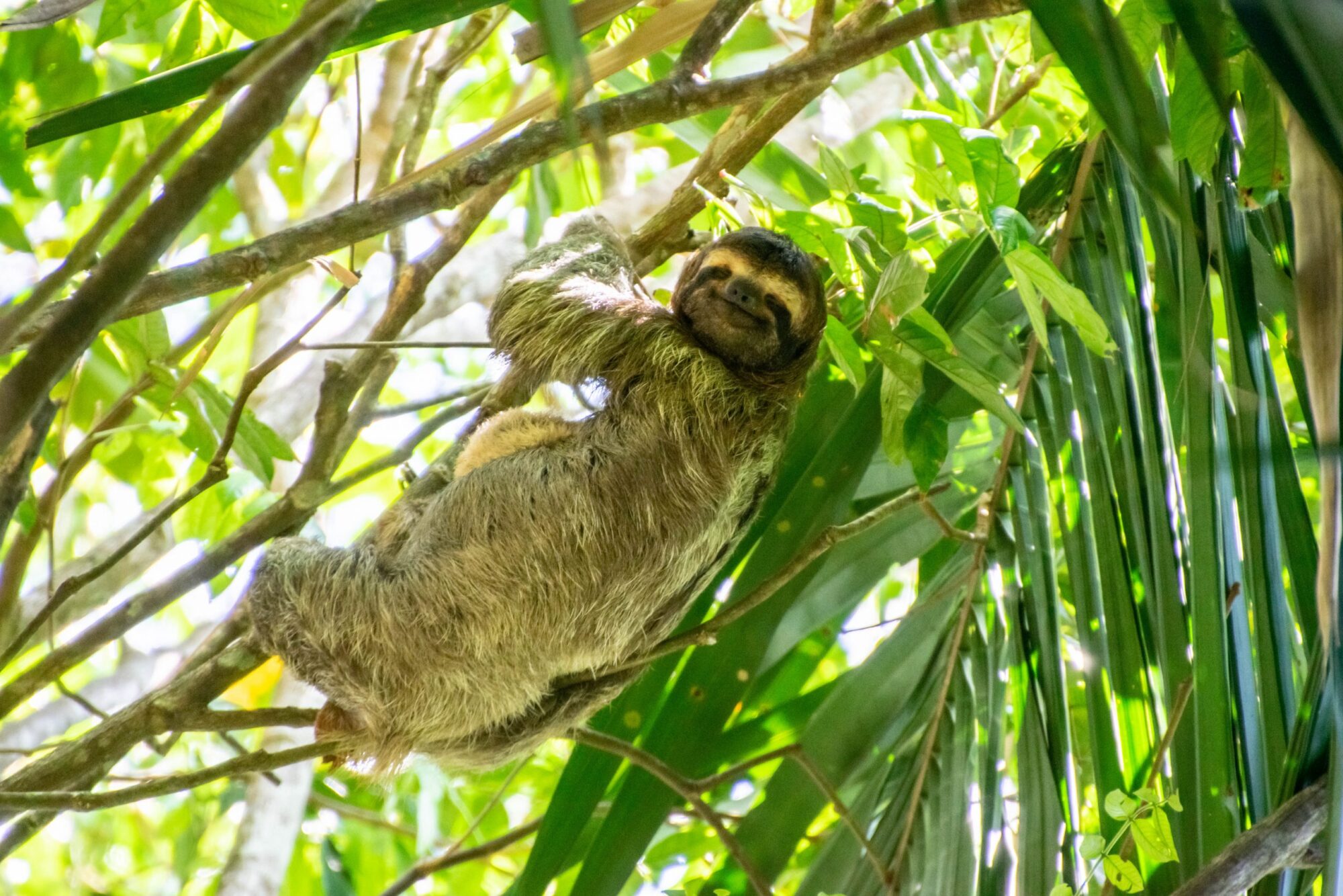 Costa-Rica-luiaard
