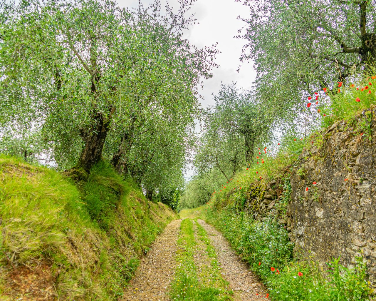 Calci-Italie-olijfbomen
