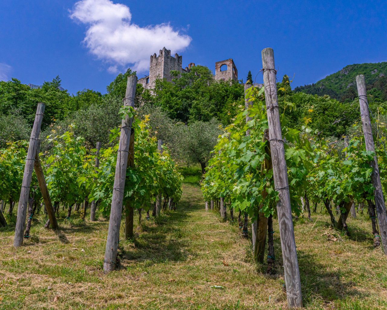 Kastelen-Trentino-Italie-Avio-wijngaarden