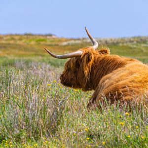 Kop-van-Noord-Holland-Schotse-Hooglander