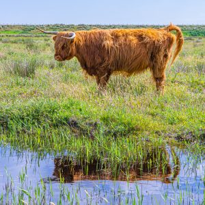 Kop-van-Noord-Holland-Schotse-Hooglander