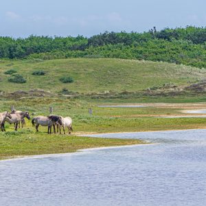 Kop-van-Noord-Holland-paarden