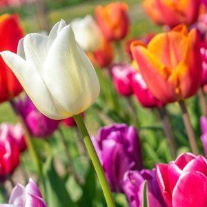 Kop-van-Noord-Holland-bloemen