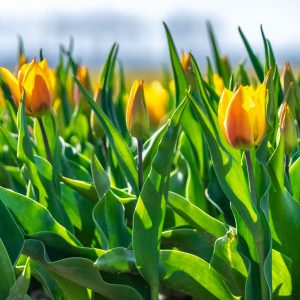 Kop-van-Noord-Holland-tulpenvelden