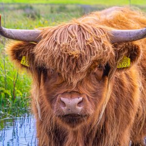 Kop-van-Noord-Holland-Schotse-Hooglander