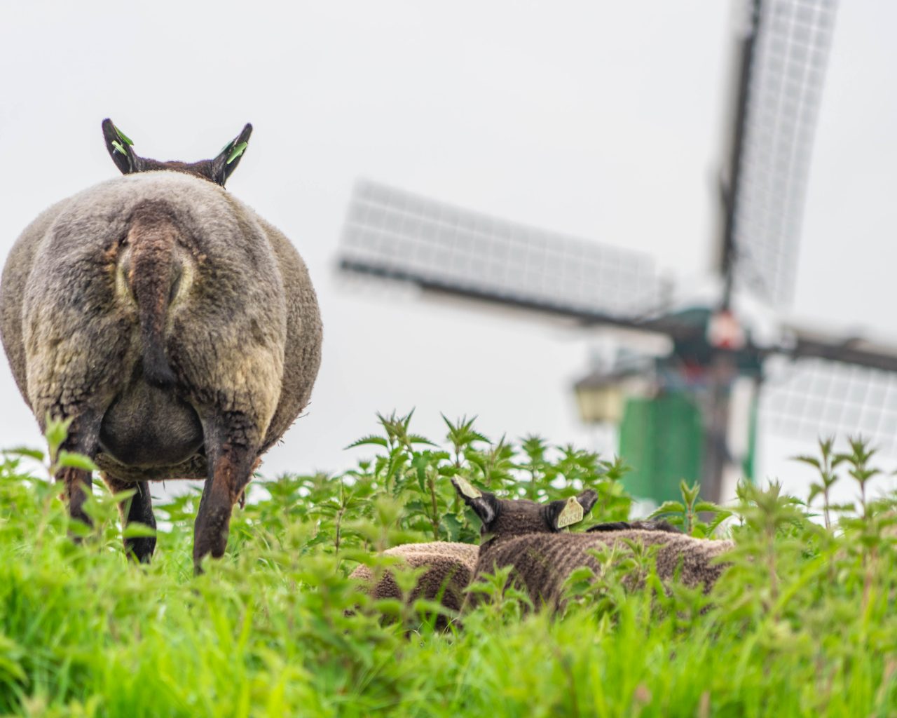 Zaanse-Schans-bezoeken