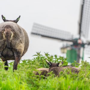 Zaanse-Schans-bezoeken
