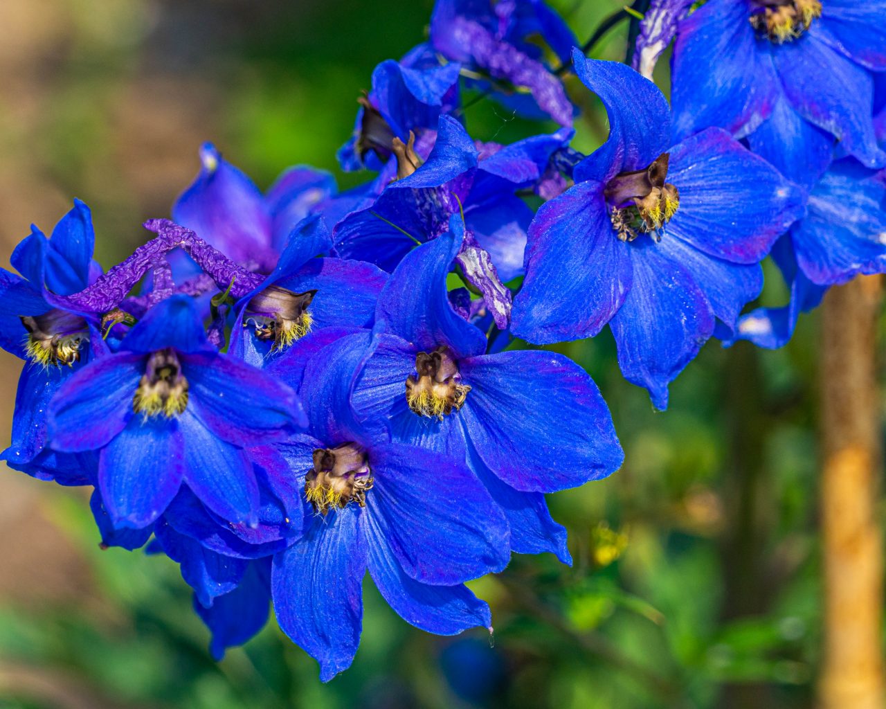 Potsdam-Duitsland-bloemen-blauw