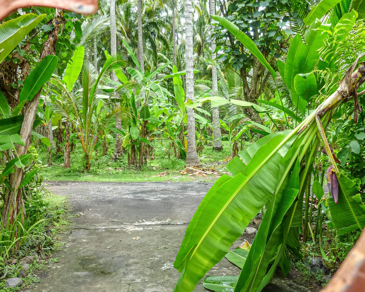 Hidden-gems-Bali-Candidasa-jungle